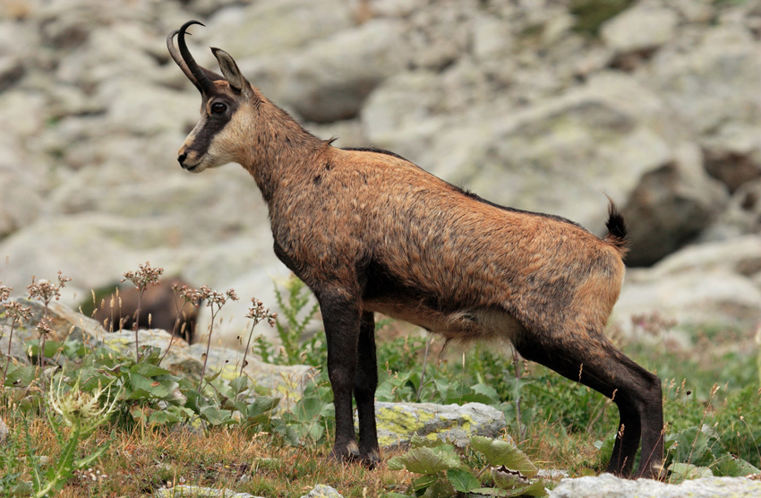 chamois 2